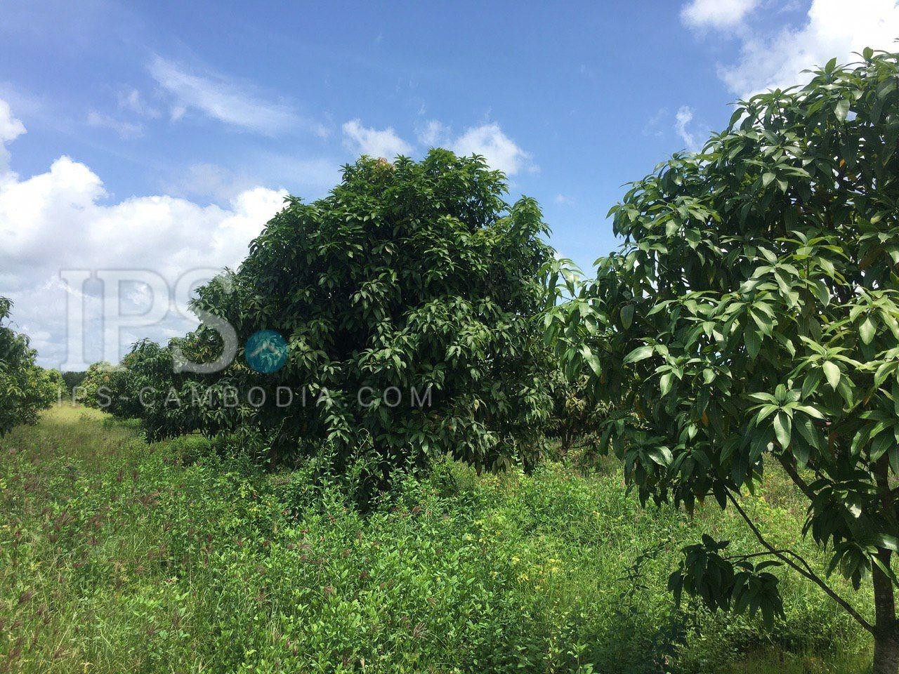 Ha Agriculture Land For Sale Kompong Speu Ips Cambodia