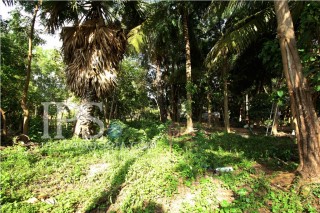Land for Sale in Siem Reap  thumbnail