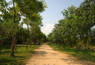 Land and Villas in Siem Reap - Svay Dangkum thumbnail