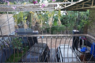 3 Bedroom Villa For Rent - Wat Bo, Siem Reap thumbnail