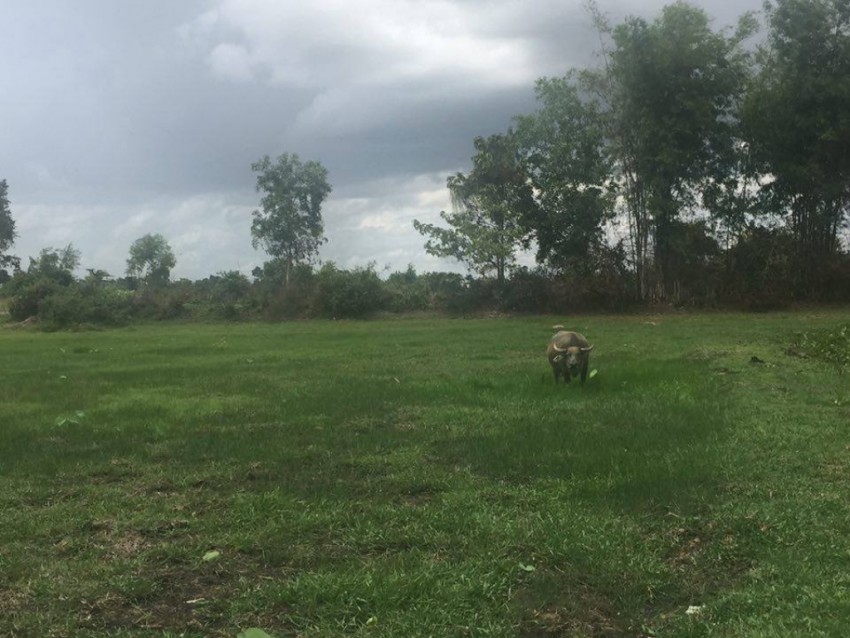 Land for Sale  in Siem Reap