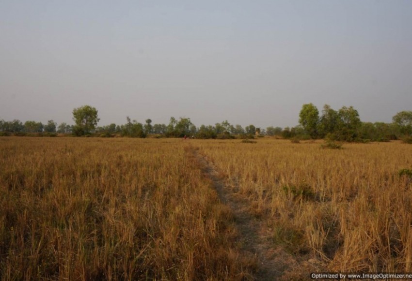 Agricultural Land for Sale in Siem Reap - Bakong