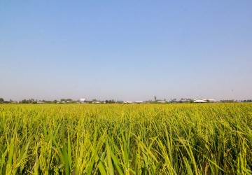  8000 Sqm Land For Sale - Chreav, Siem Reap thumbnail