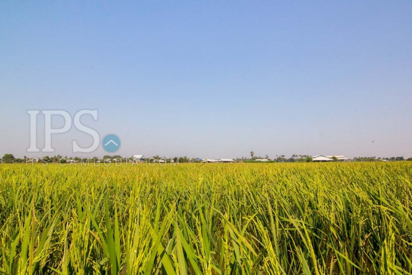  8000 Sqm Land For Sale - Chreav, Siem Reap