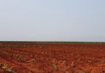 90 Hectare Land For Long Term Lease - Kampong Cham Province thumbnail