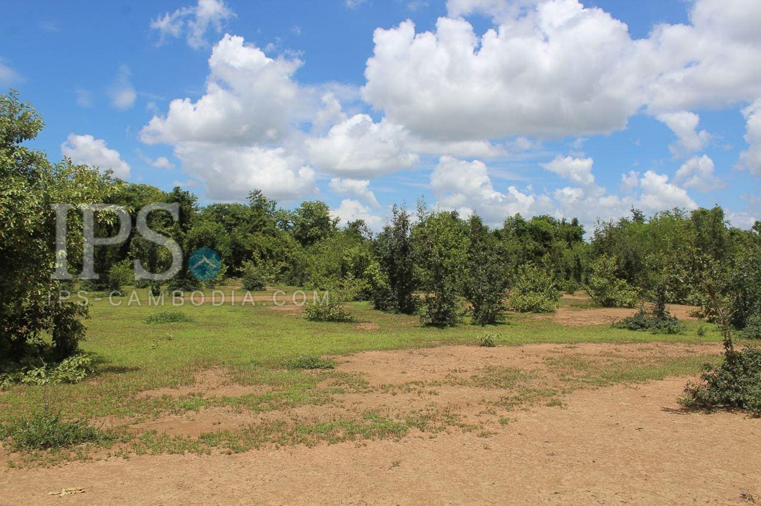 14 Hectare Land For Sale Battambang 11119 IPS Cambodia