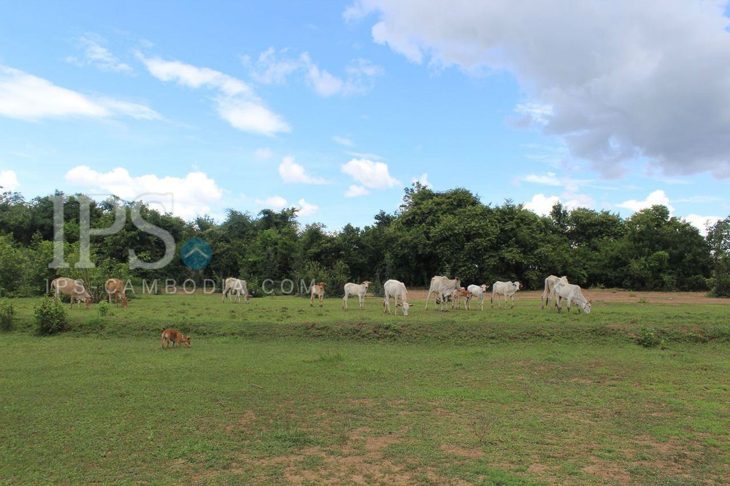 136,027 Sqm Land For Sale - Battambang - Image 4