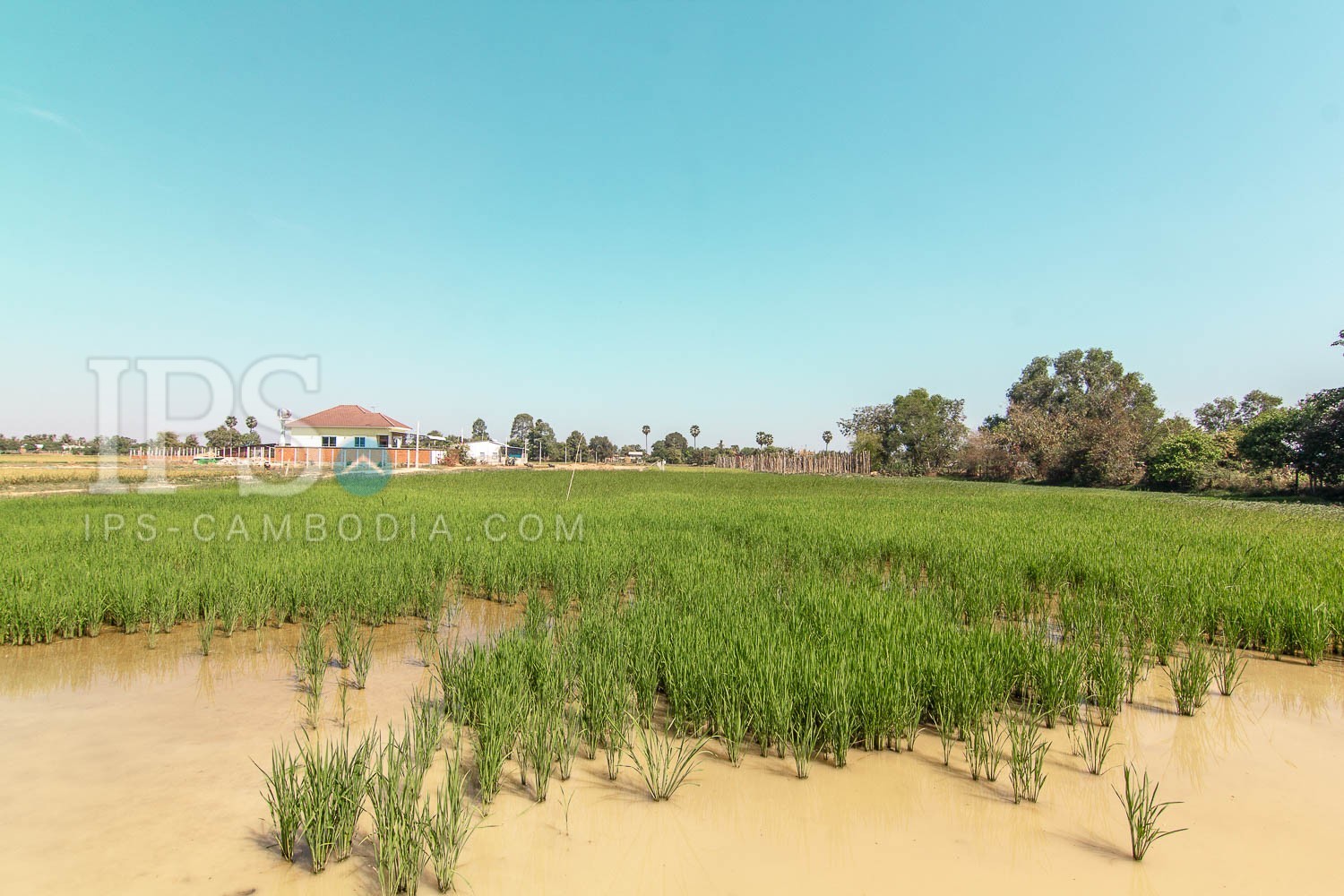 1957 Sqm Residential Land For Sale - Chreav, Siem Reap - Image 2