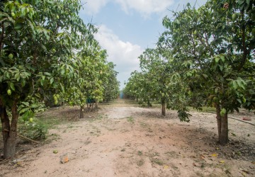 3200 Sqm Residential Land For Sale - Slor Kram, Siem Reap thumbnail