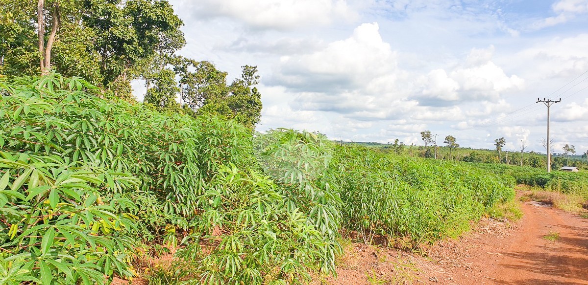 12 Hectare Agricultural Land For Sale - Koh Ke, Preah Vihear - Image 4