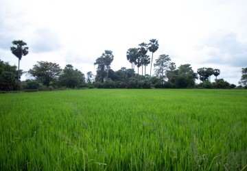 6000 Sqm Residential Land - Sangkat Siem Reap, Siem Reap thumbnail