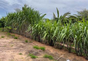 2,100 Sqm Land For Sale - Krabei Riel, Siem Reap thumbnail