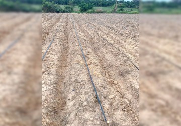 13 Hectare Agricultural Land For Sale - Bantay Srei, Siem Reap thumbnail