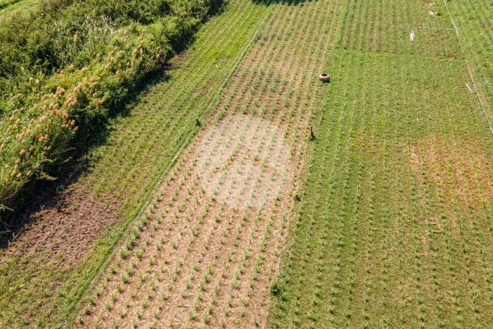 4,376 Sqm Land For Sale - Lvea Aem, Kandal - Image 10
