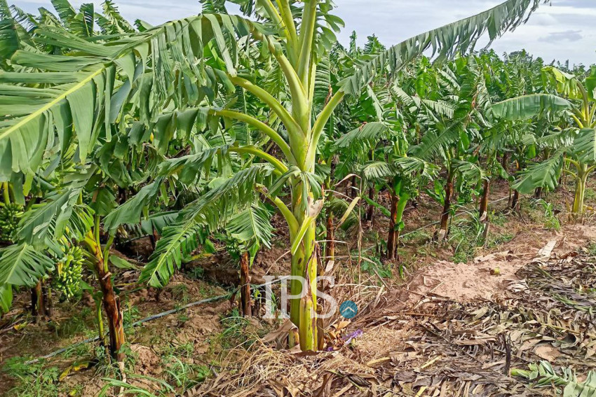 12,140 Sqm Land For Sale - Kien Svay, Kandal Province