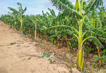 12,140 Sqm Land For Sale - Kien Svay, Kandal Province thumbnail