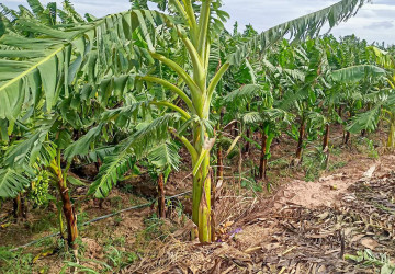 12,140 Sqm Land For Sale - Kien Svay, Kandal Province thumbnail