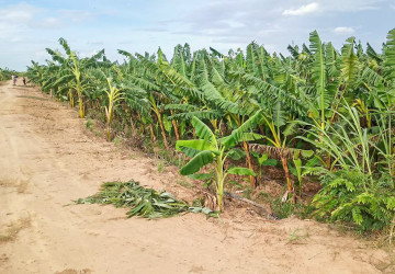 12,140 Sqm Land For Sale - Kien Svay, Kandal Province thumbnail