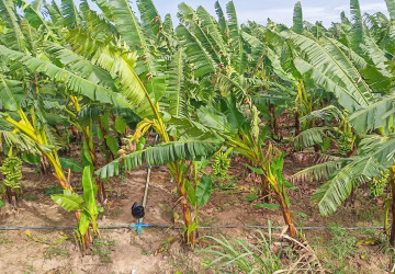 12,140 Sqm Land For Sale - Kien Svay, Kandal Province thumbnail