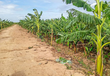 12,140 Sqm Land For Sale - Kien Svay, Kandal Province thumbnail