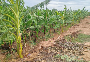 12,140 Sqm Land For Sale - Kien Svay, Kandal Province thumbnail