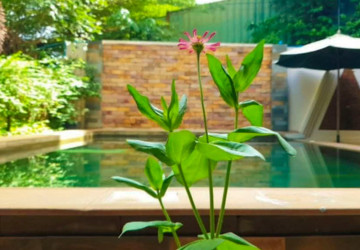 17 Bedroom Hotel  3 Unit Apartment For Rent - Svay Dangkum, Siem Reap thumbnail