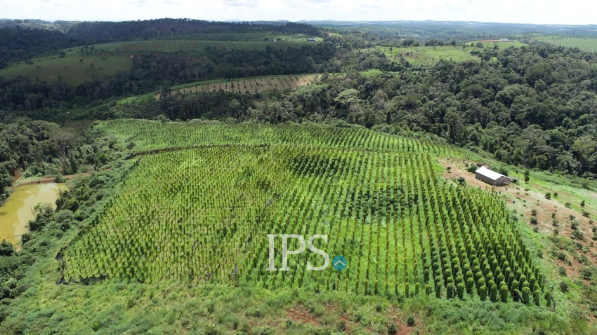 60 Ha Agricultural Land For Sale - Ou Reang District, Mondulkiri Province