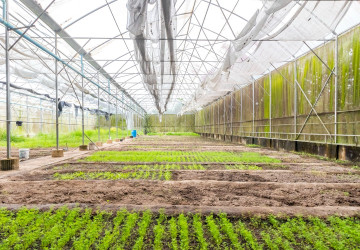 8 Hectare Land For Sale - Sasar Sdam, Puok, Siem Reap thumbnail