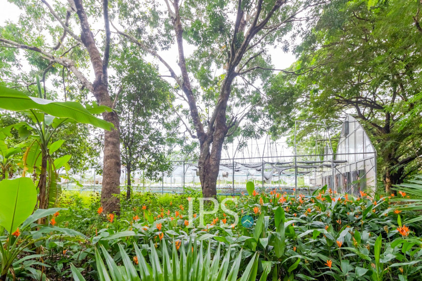 8 Hectare Land For Sale - Sasar Sdam, Puok, Siem Reap