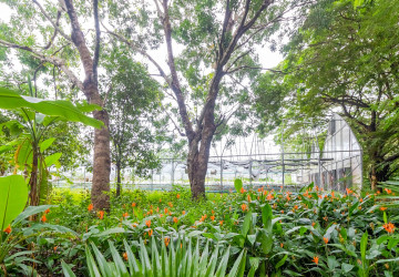 8 Hectare Land For Sale - Sasar Sdam, Puok, Siem Reap thumbnail