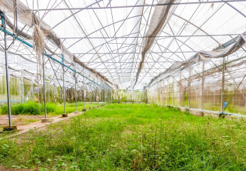 8 Hectare Land For Sale - Sasar Sdam, Puok, Siem Reap thumbnail