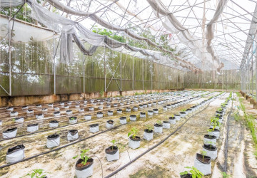 8 Hectare Land For Sale - Sasar Sdam, Puok, Siem Reap thumbnail